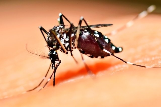 Ministério da Saúde investiga casos de febre Oropouche no Acre